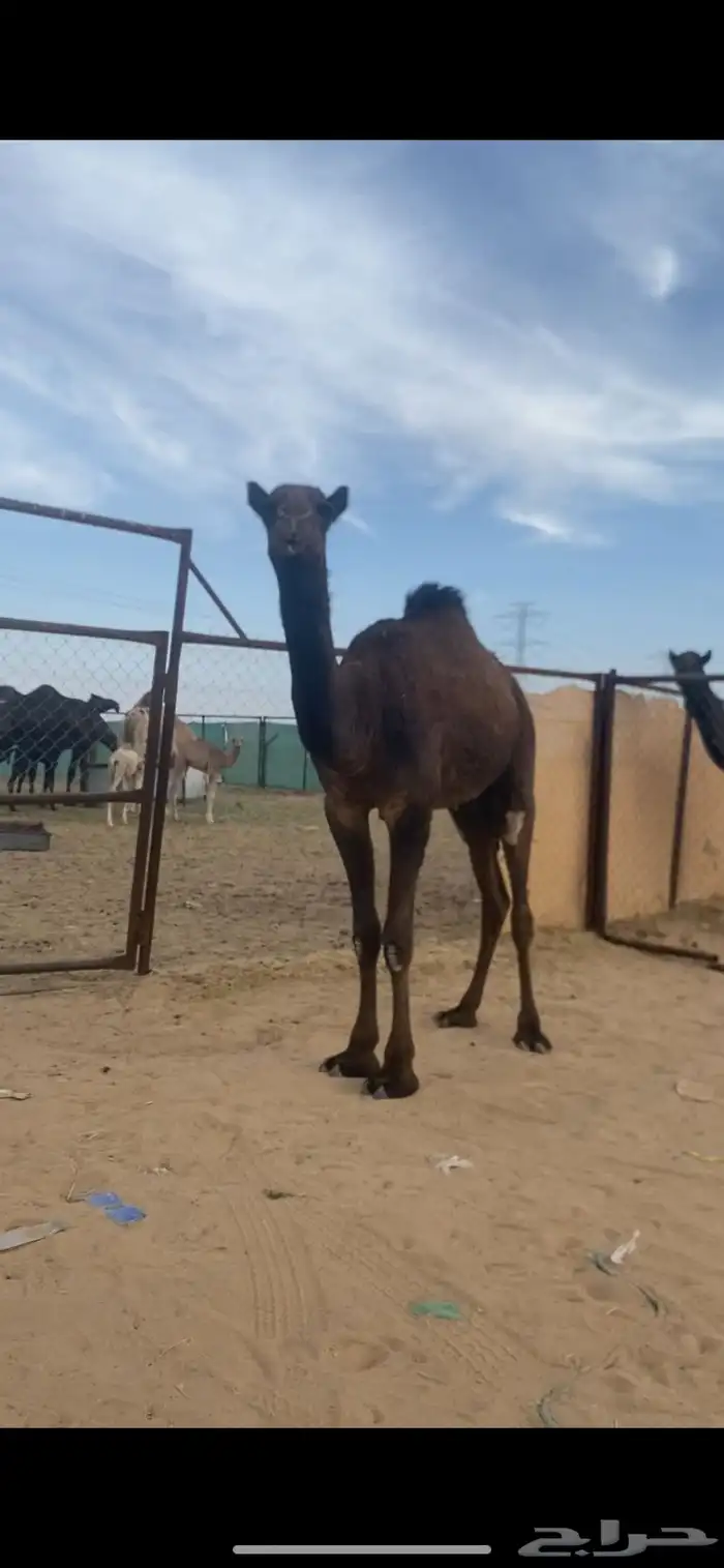 بكره صفرا 15