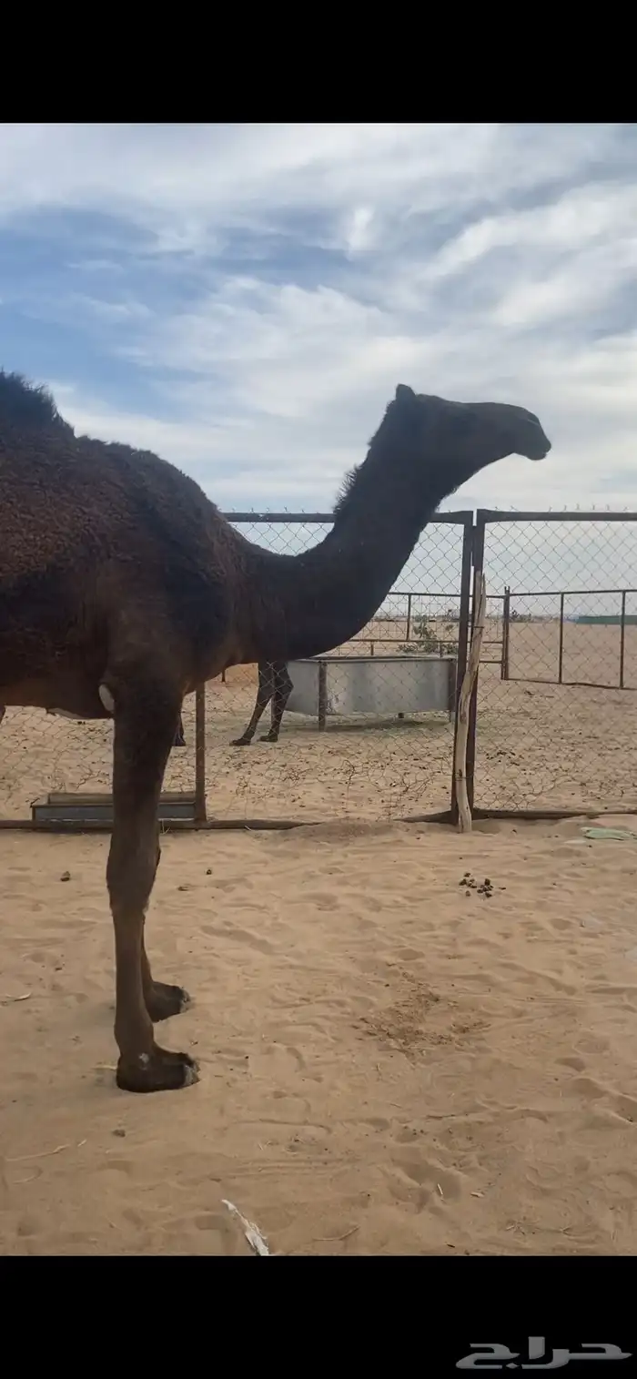 بكره صفرا 12