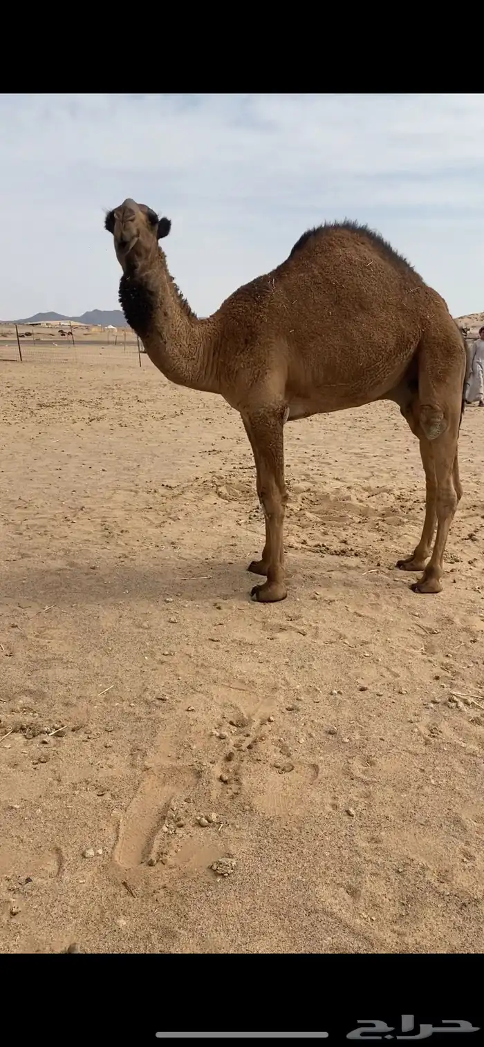 للبيع القعود العوني 0