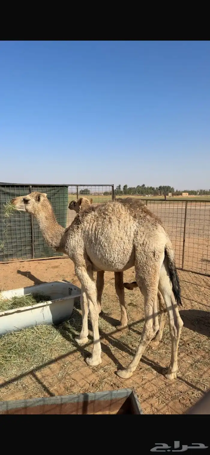 قعدان حشو للبيع 1