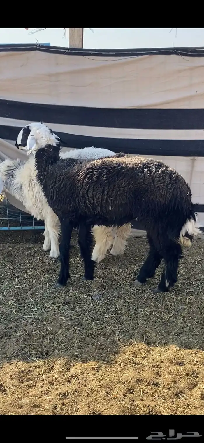 رخلين جذعات 0