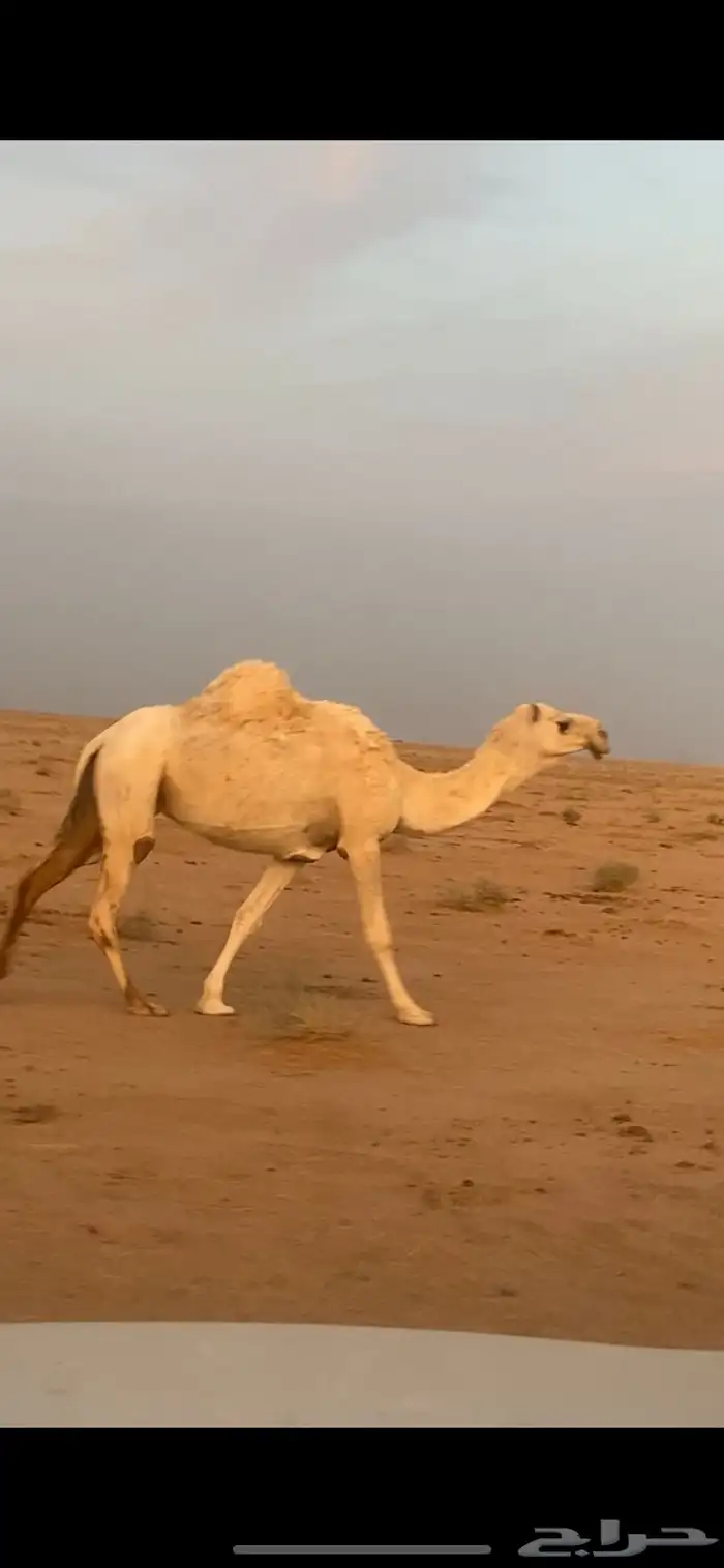 ناقه لقحه على ولد هداج ب الذمه سالمة العذاريب 0