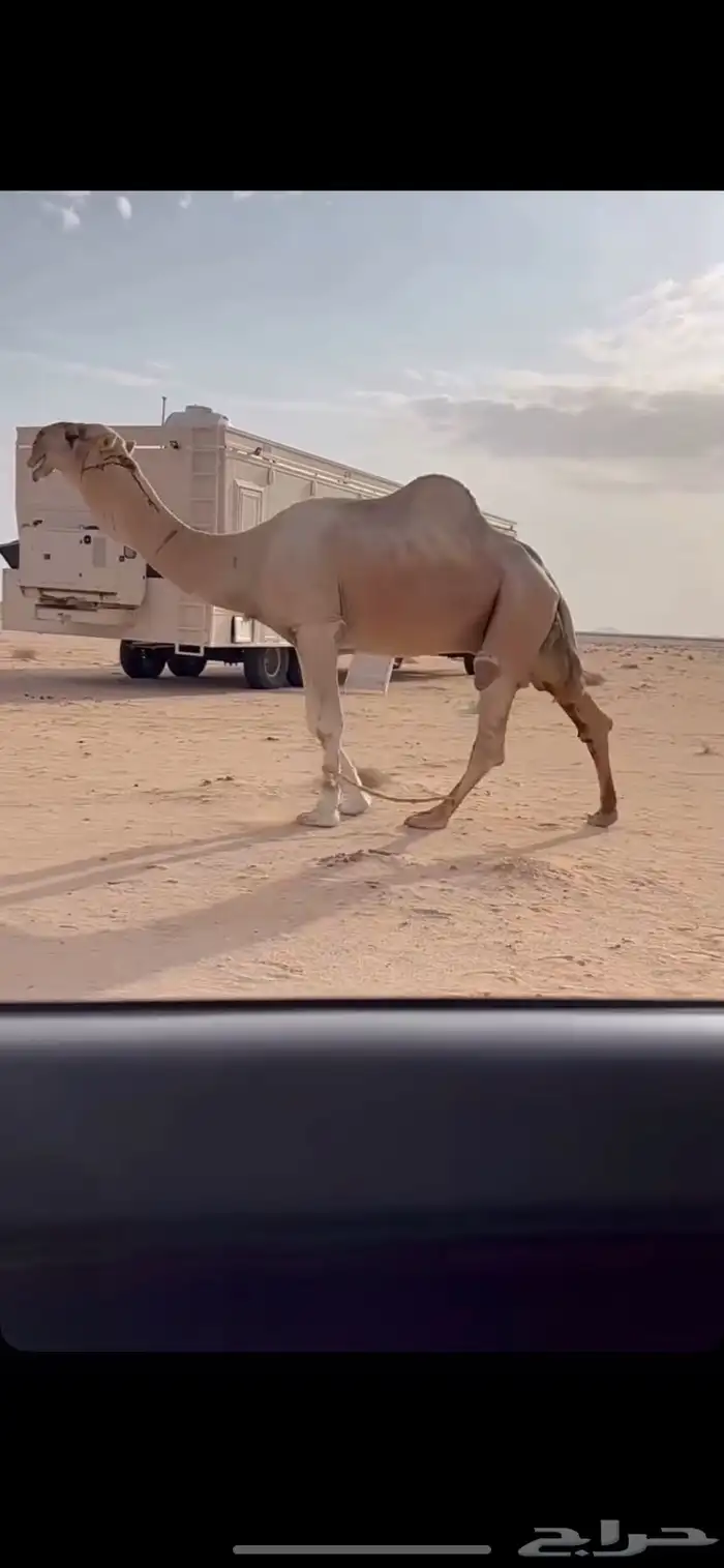 للبيع القعود العوني 2