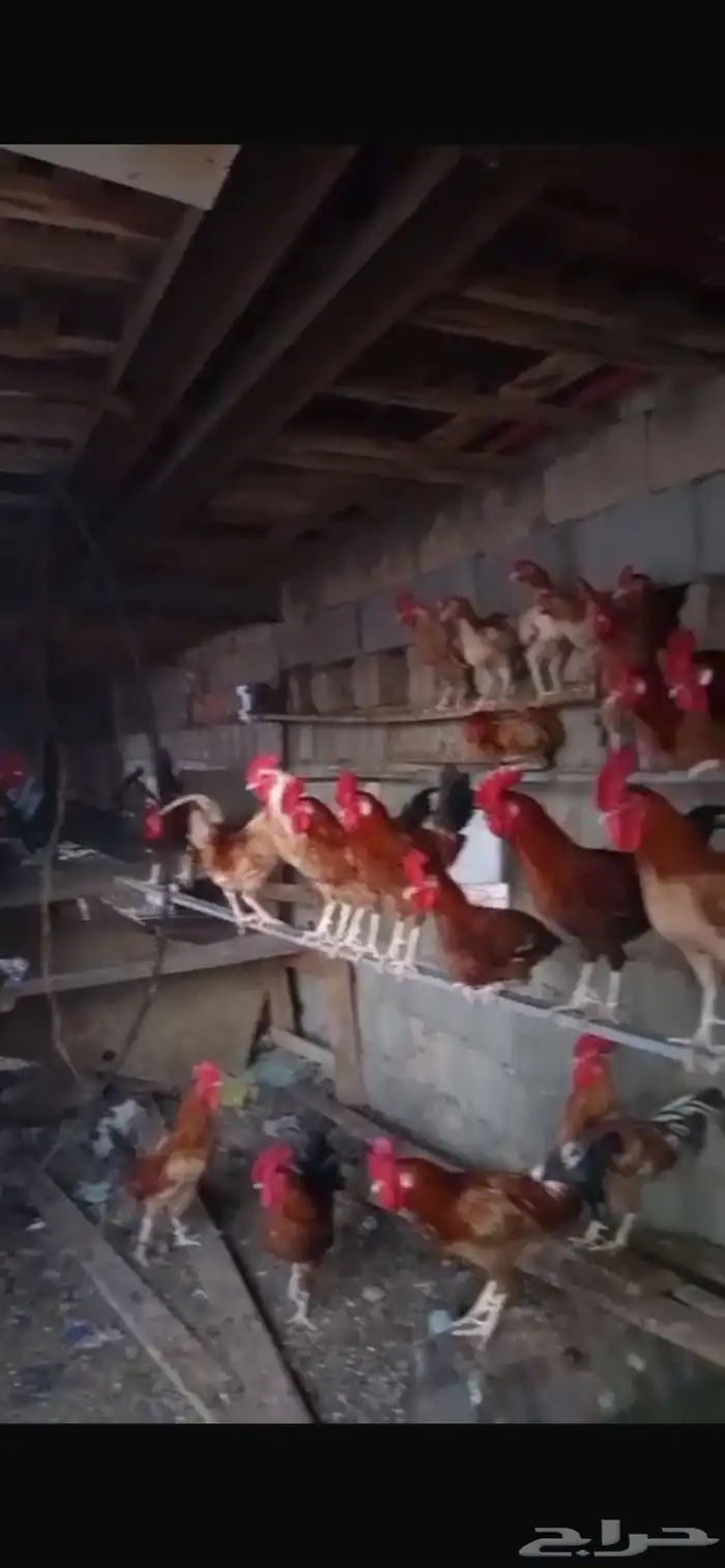 ديك للبيع العدد 18 0