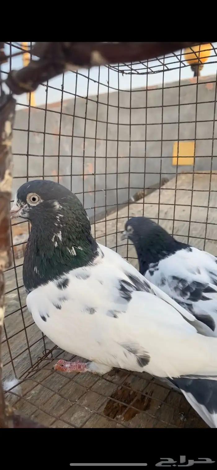 حمام باكستاني تيدي سخي 4