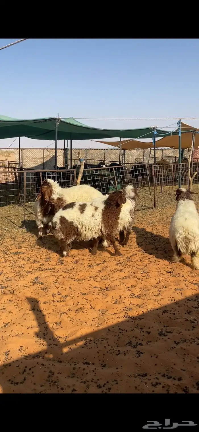 رخال ذبايح طيبه 0