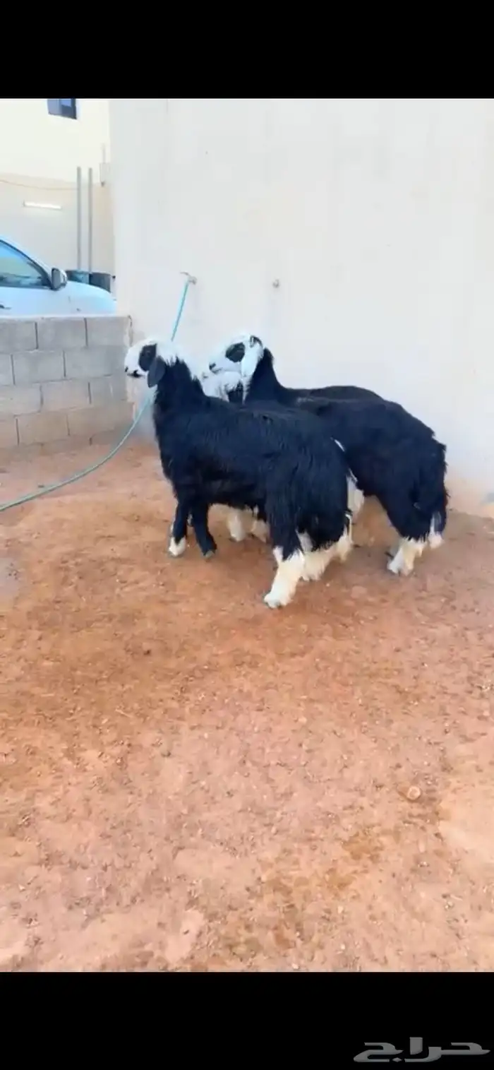 طليان نجد الرياض حي الشفاء أي مكان نوصل فيه ذبح باقي اربعه 1