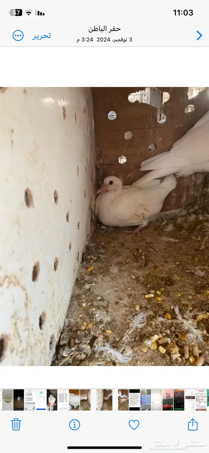 زغاليل فرنسي الذبح ع الطلب والعدد مفتوح 1