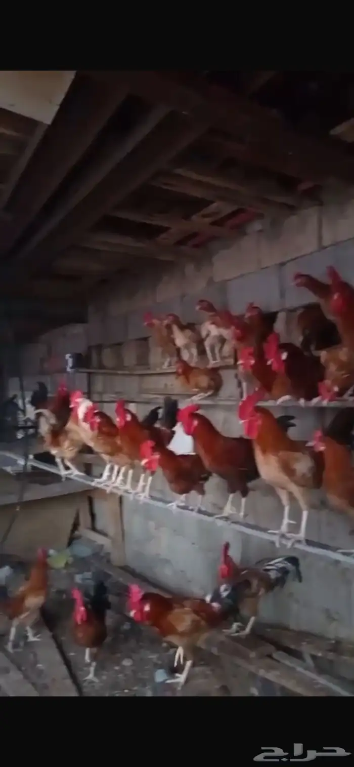 ديك للبيع العدد 18 2