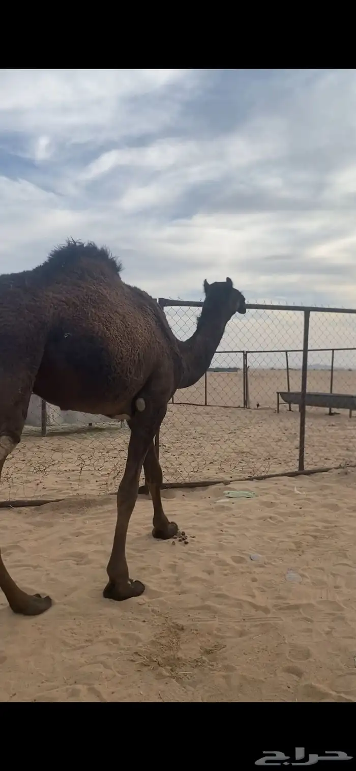 بكره صفرا 11