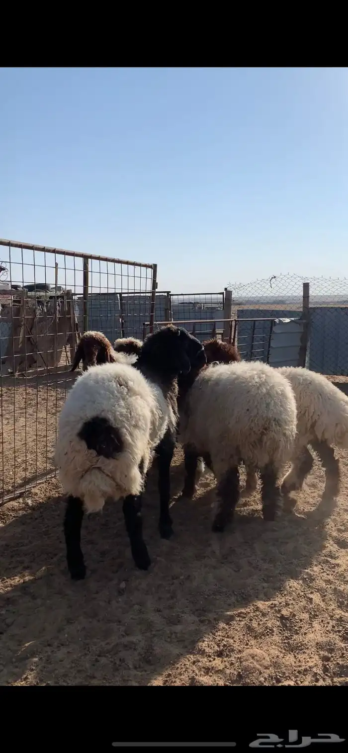 ذبايح للبيع 1