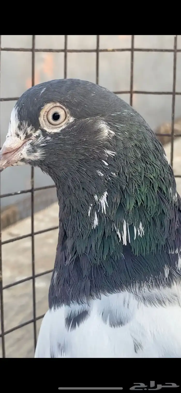 حمام باكستاني تيدي سخي 1