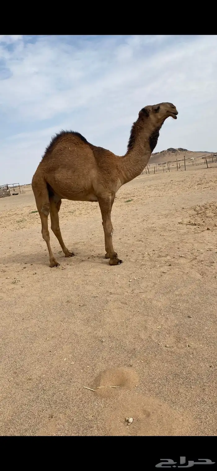 للبيع القعود العوني 1