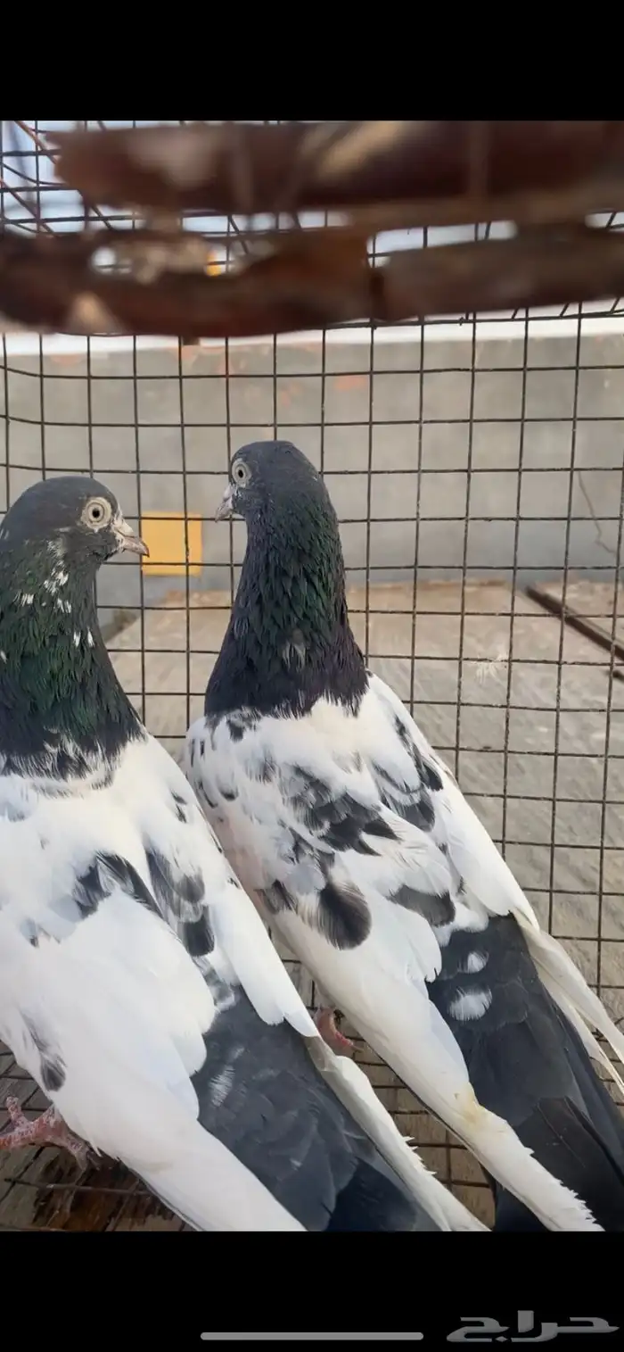 حمام باكستاني تيدي سخي 3