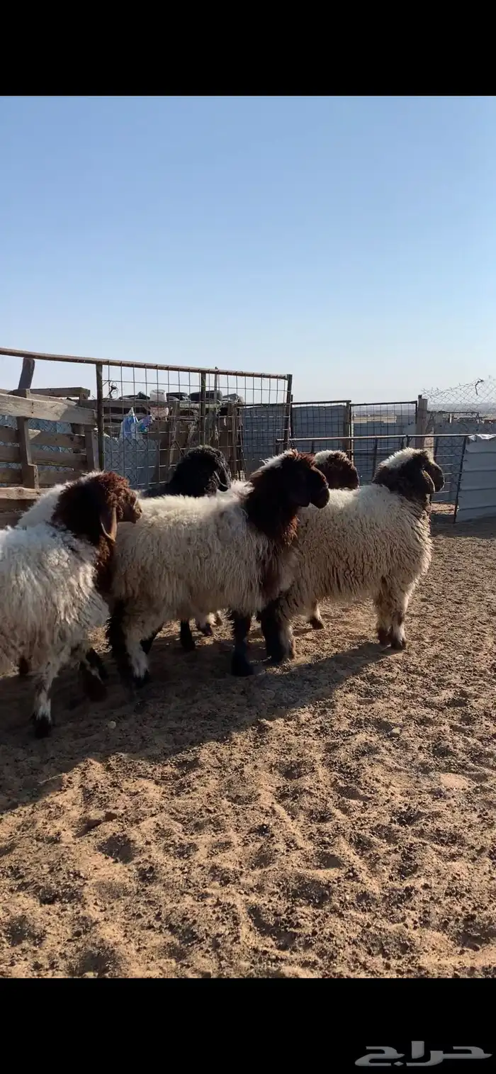 ذبايح للبيع 0