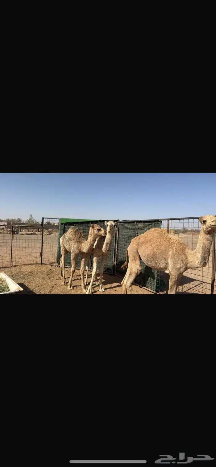 قعدان حشو للبيع 0