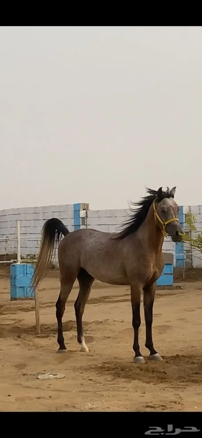 حصان عربي اصيل 0