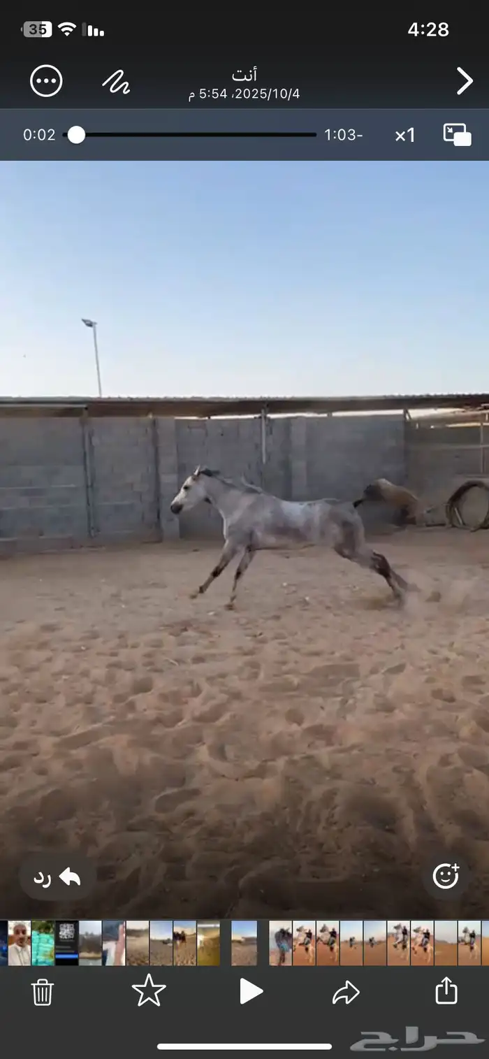 خيل فرس عمرها 3 سنوات 3