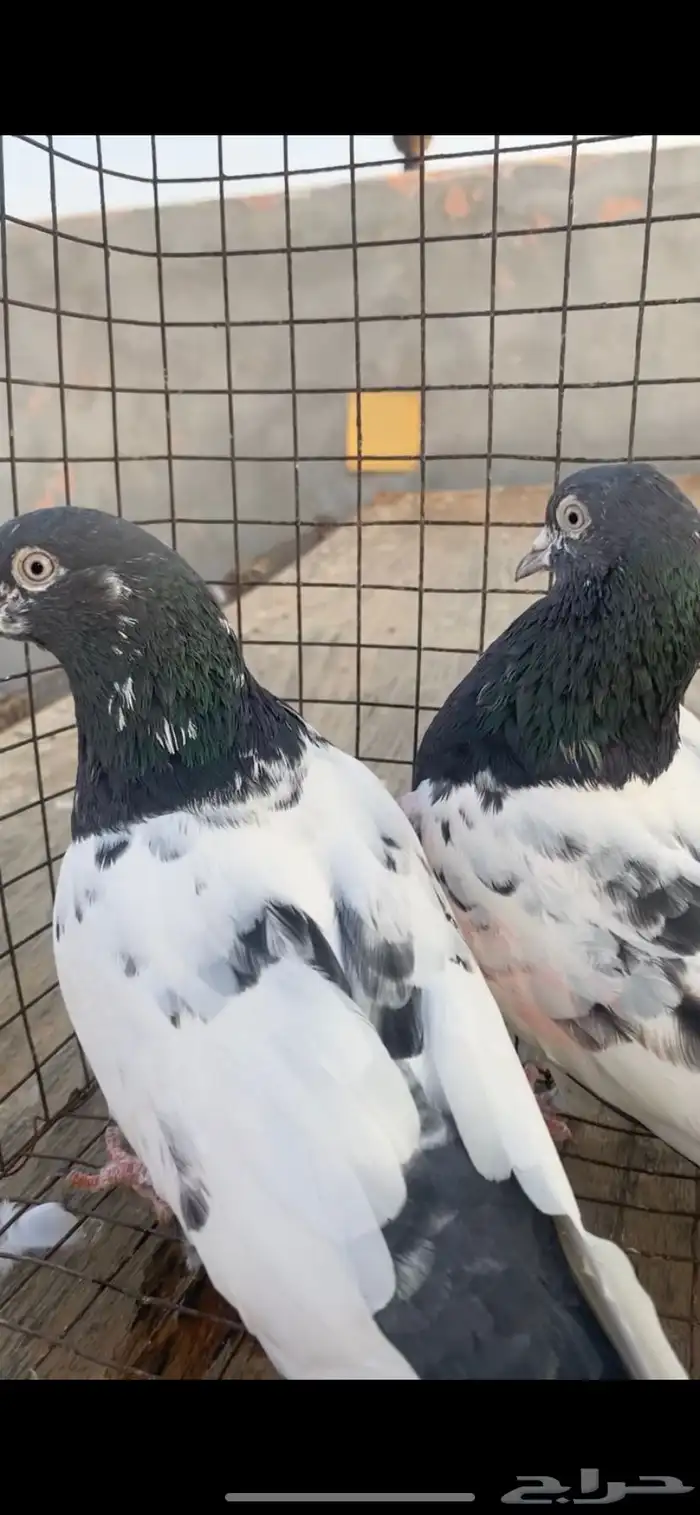 حمام باكستاني تيدي سخي 2