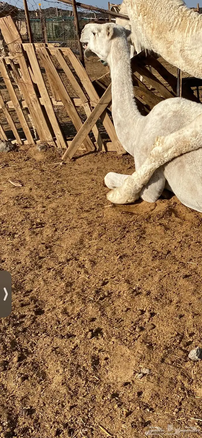 ناقه للبيع 2