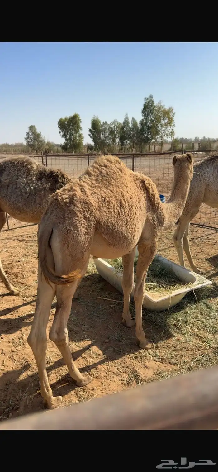 قعدان حشو للبيع 2