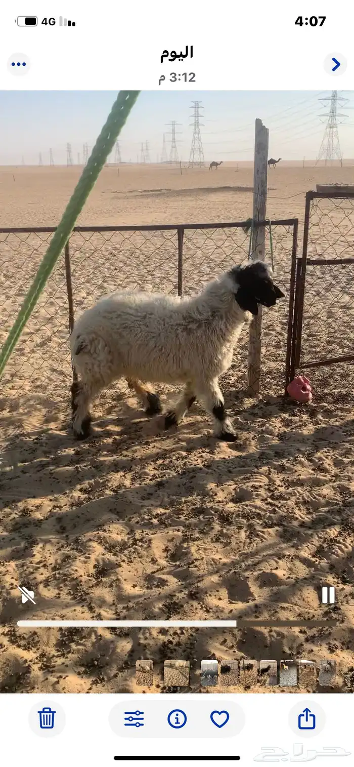 خروف عربي مكحل سمين. فوق الوسط 1