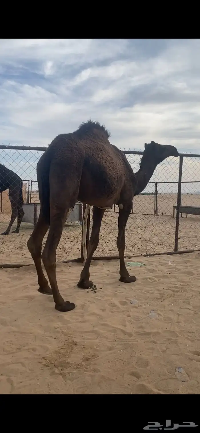 بكره صفرا 10