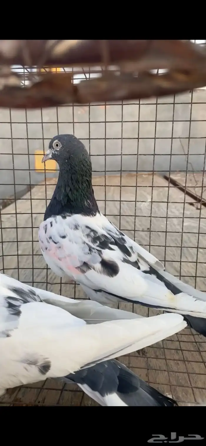 حمام باكستاني تيدي سخي 5