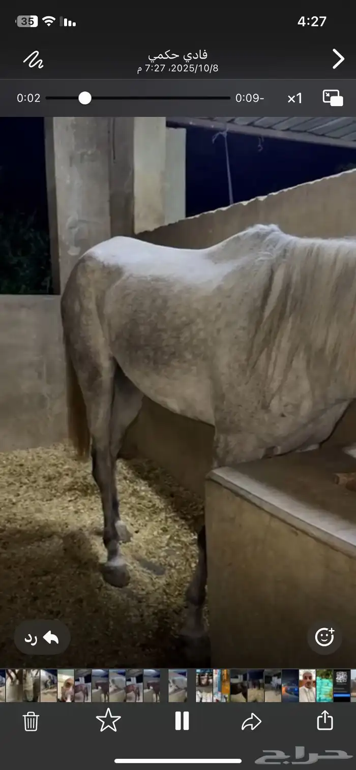 خيل فرس عمرها 3 سنوات 5