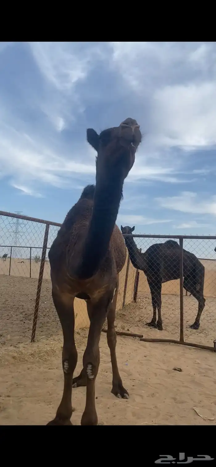 بكره صفرا 14