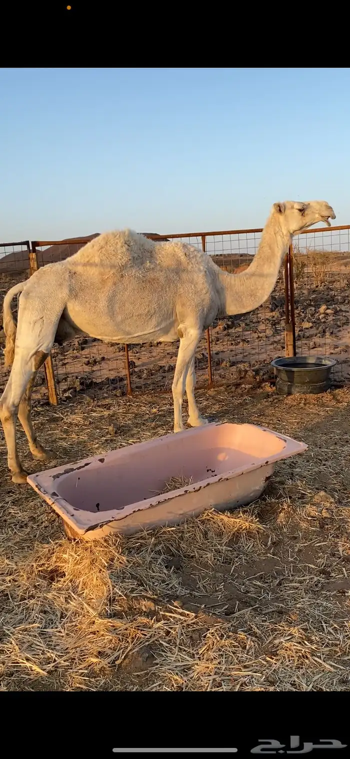 ناقه للبيع 0