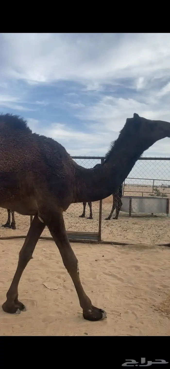 بكره صفرا 13