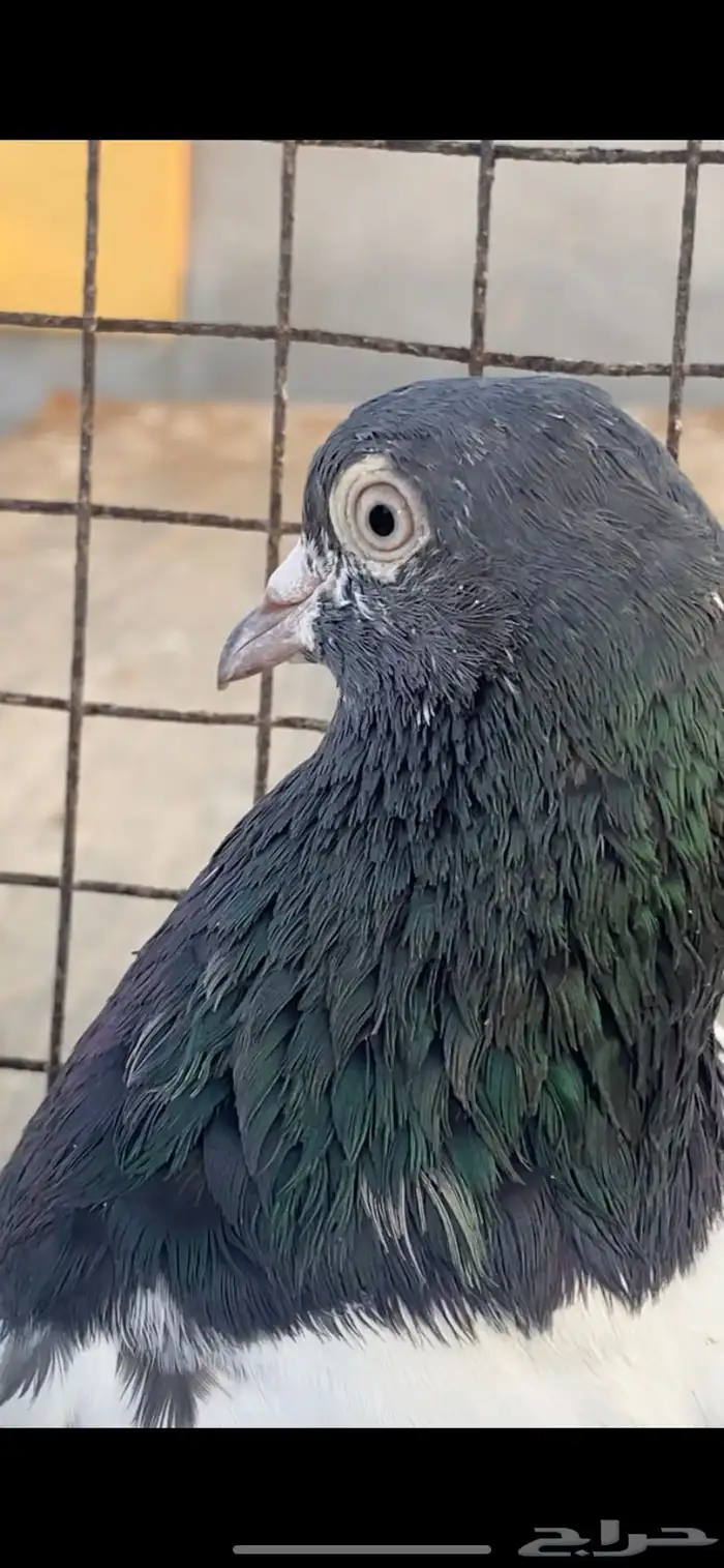 حمام باكستاني تيدي سخي 0