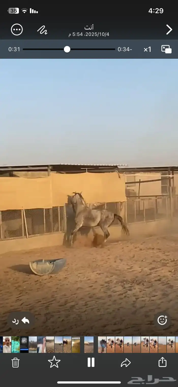 خيل فرس عمرها 3 سنوات 2