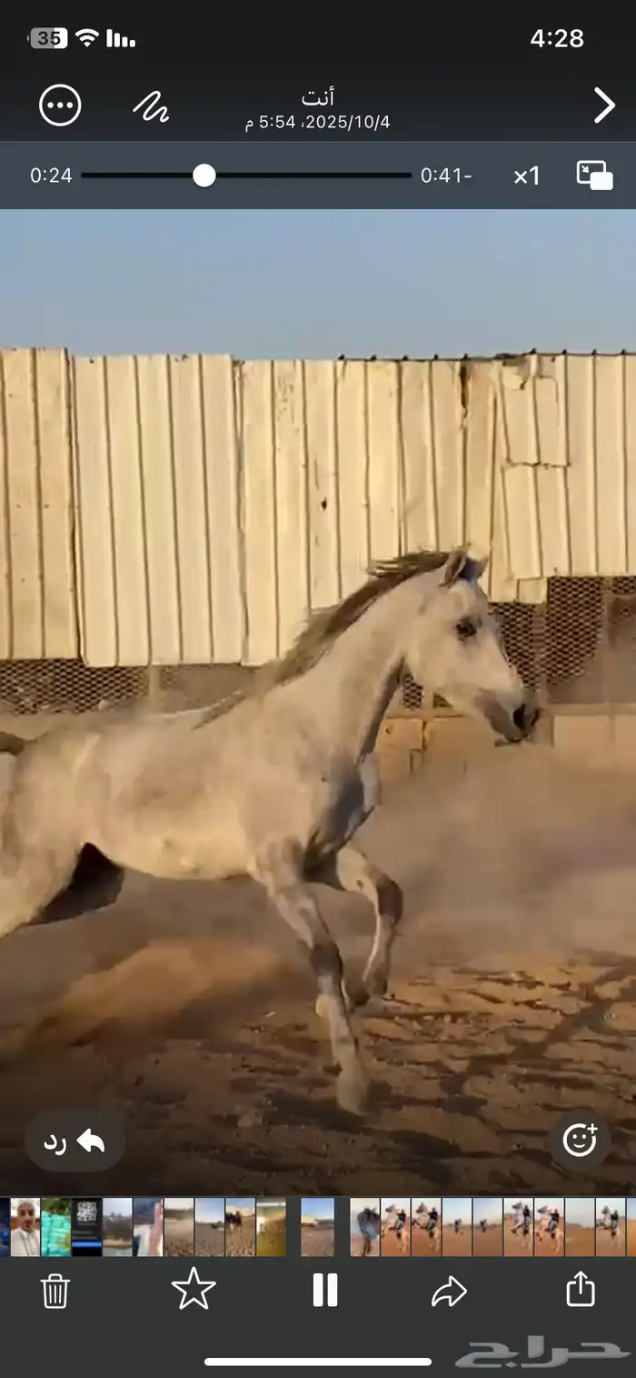 خيل فرس عمرها 3 سنوات 1