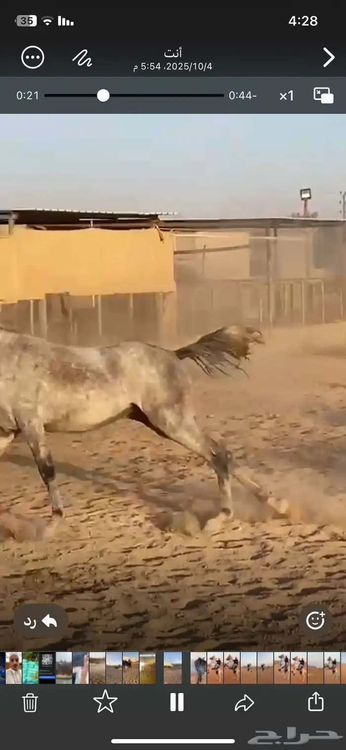 خيل فرس عمرها 3 سنوات 0