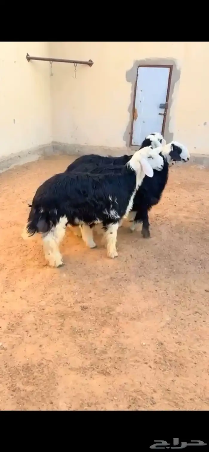 طليان نجد الرياض حي الشفاء أي مكان نوصل فيه ذبح باقي اربعه 0