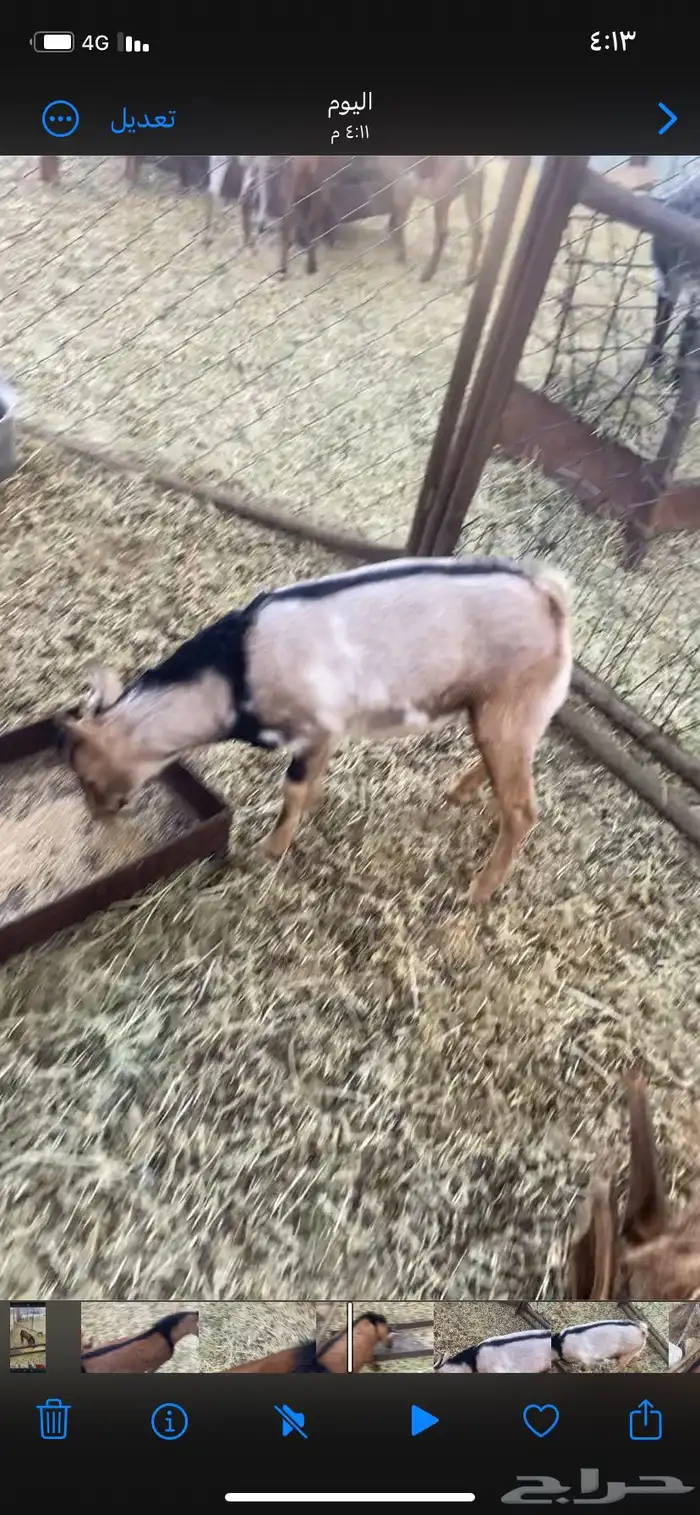 تيسين فل شحم 1