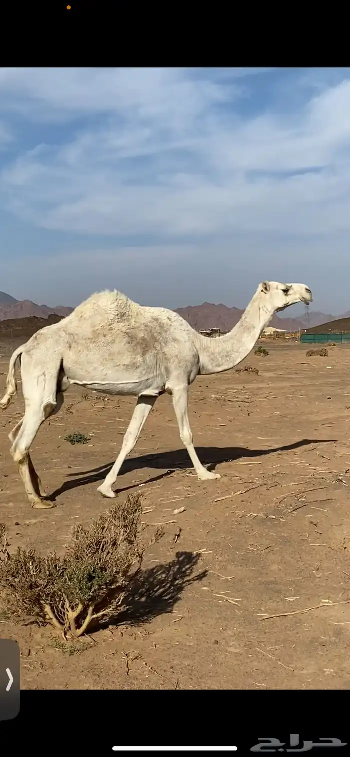 ناقه للبيع 1