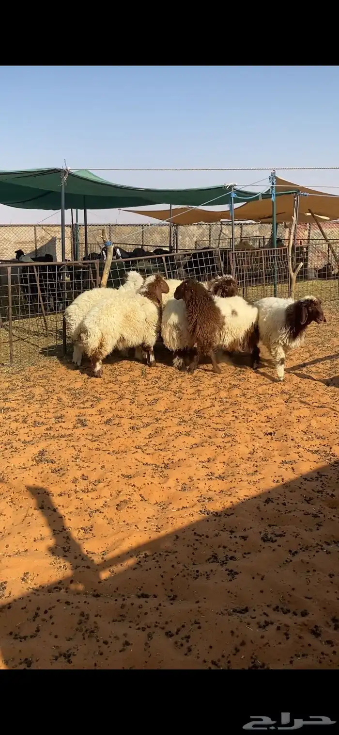 رخال ذبايح طيبه 1