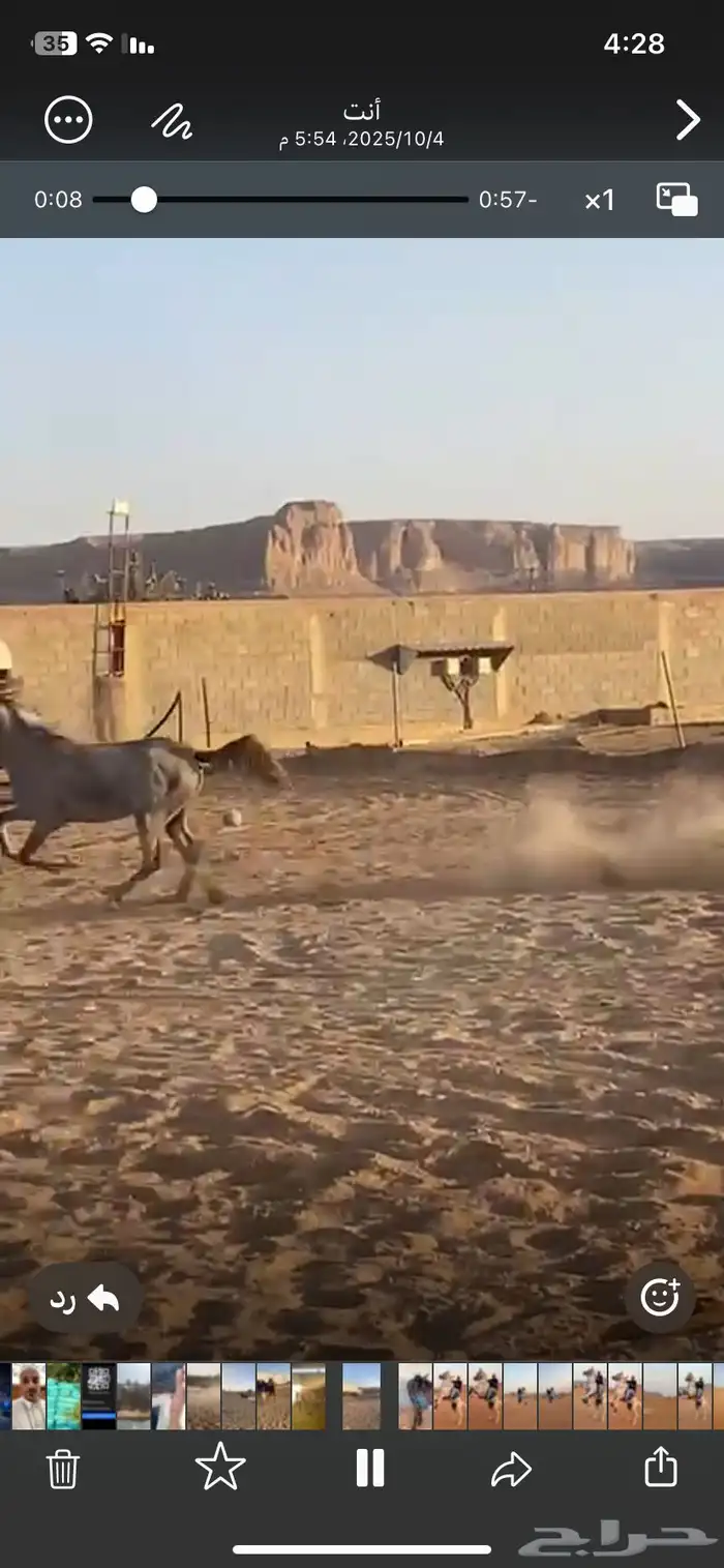 خيل فرس عمرها 3 سنوات 4