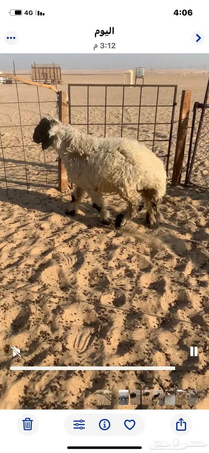 خروف عربي مكحل سمين. فوق الوسط 0