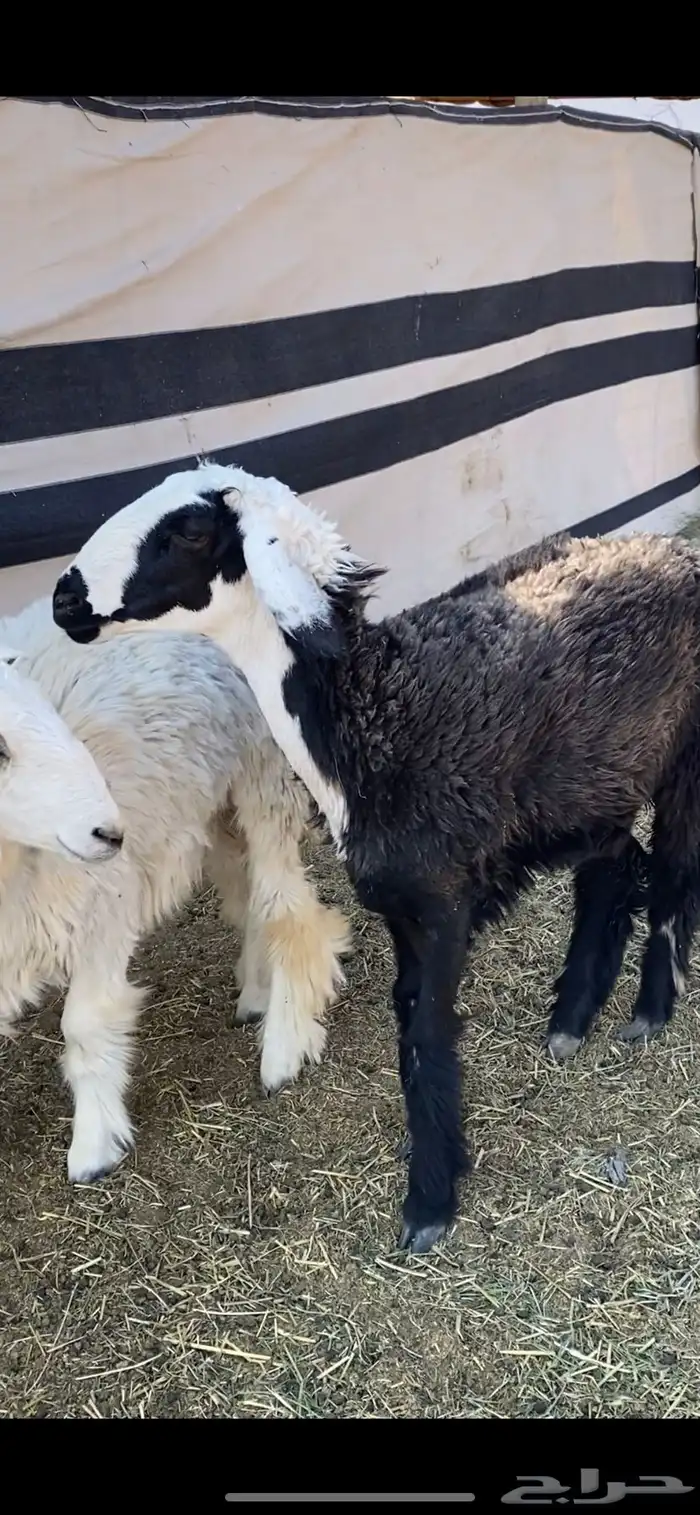 رخلين جذعات 3