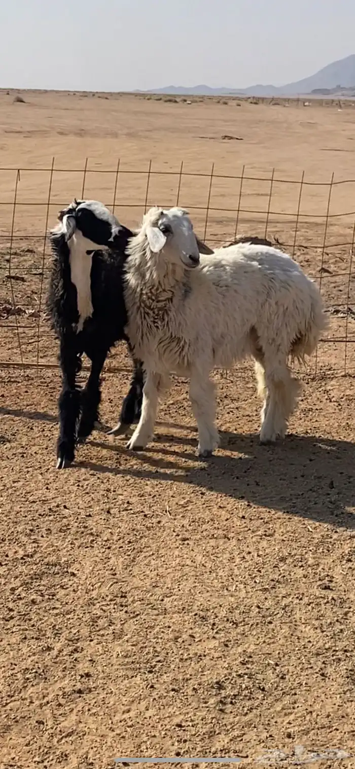 رخلين جذعات 1