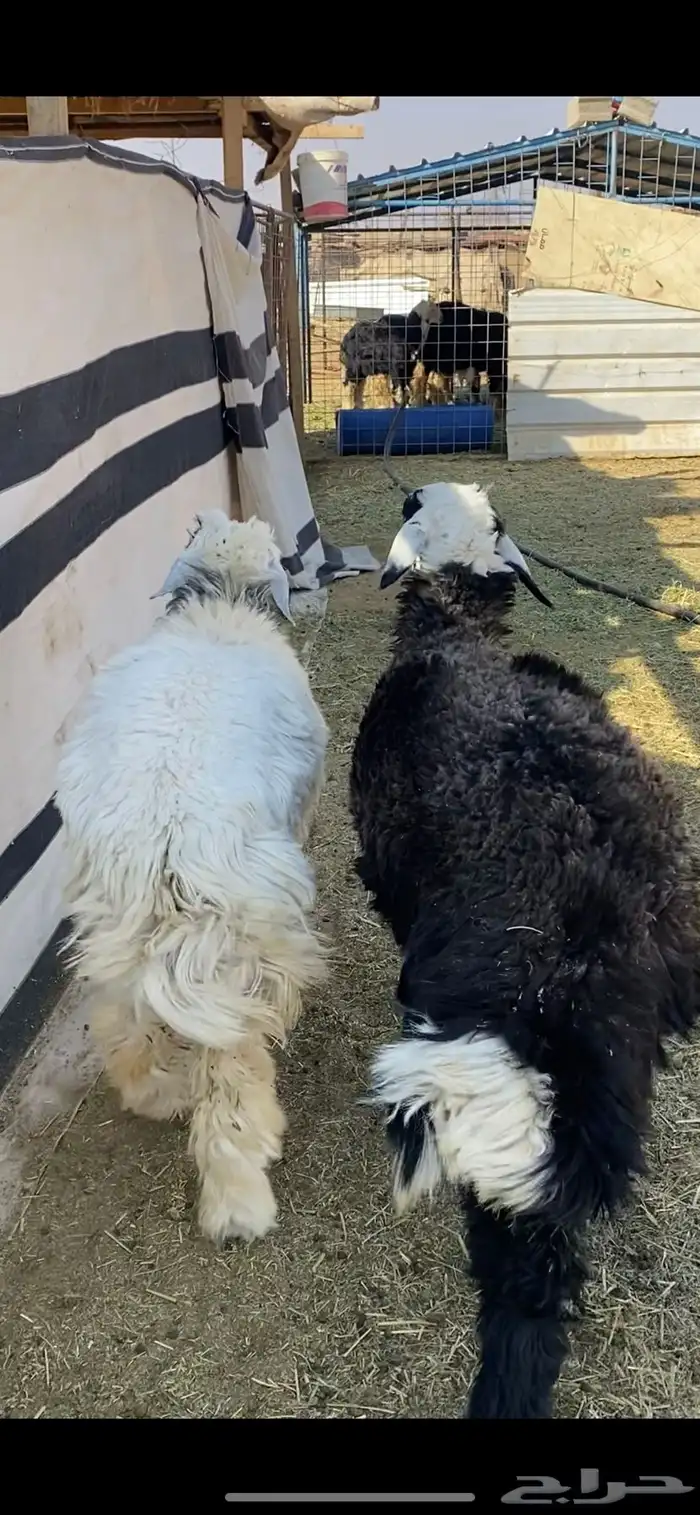 رخلين جذعات 2