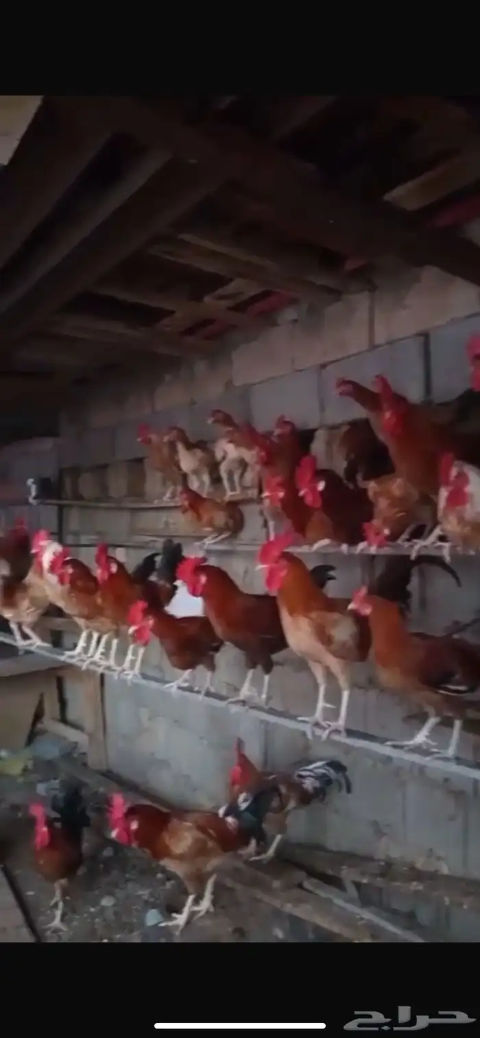 ديك للبيع العدد 18 1