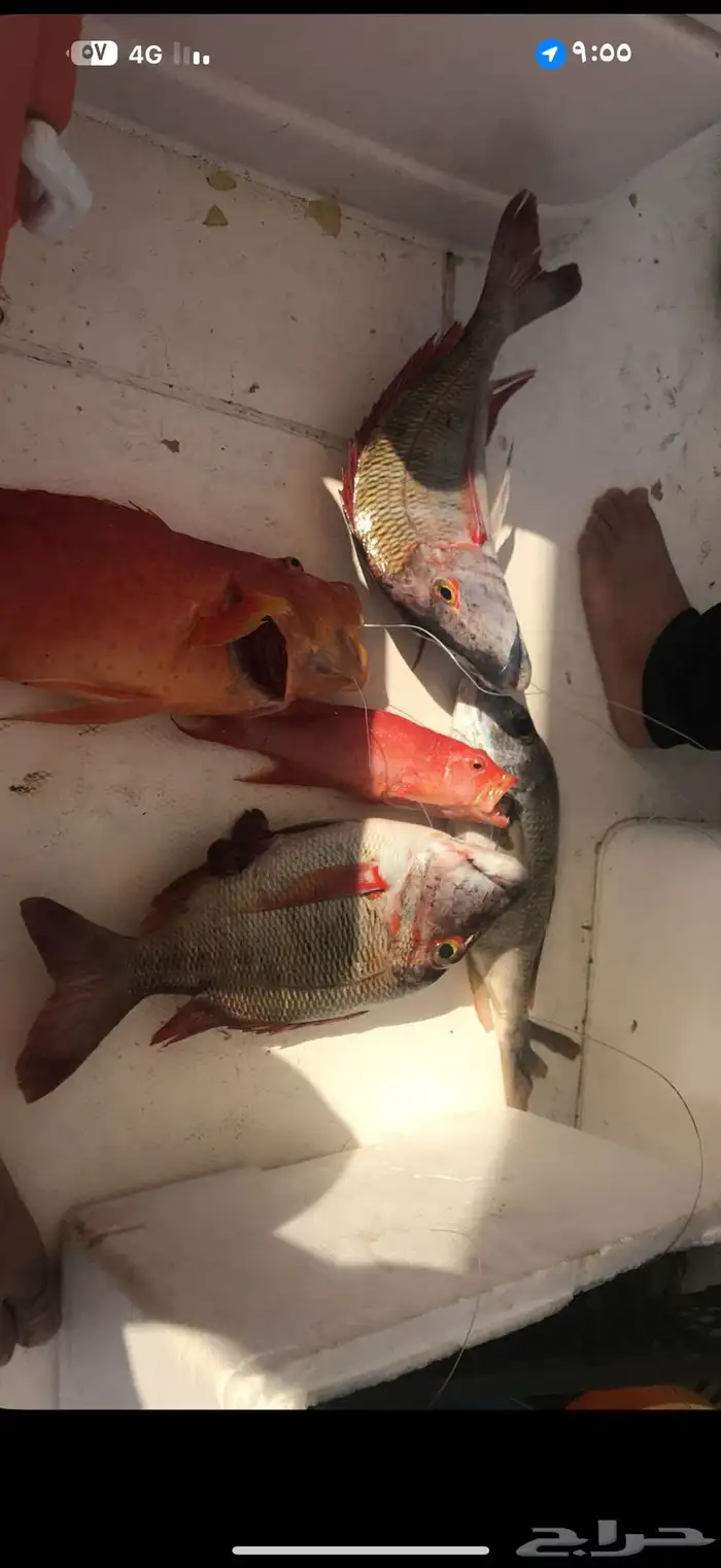 قارب رحلات بحرية 16