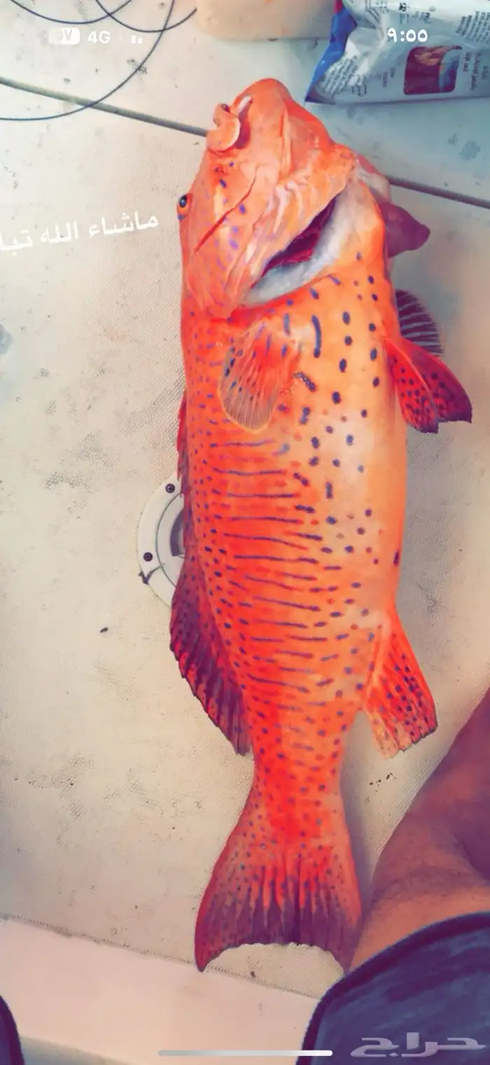 قارب رحلات بحرية 10