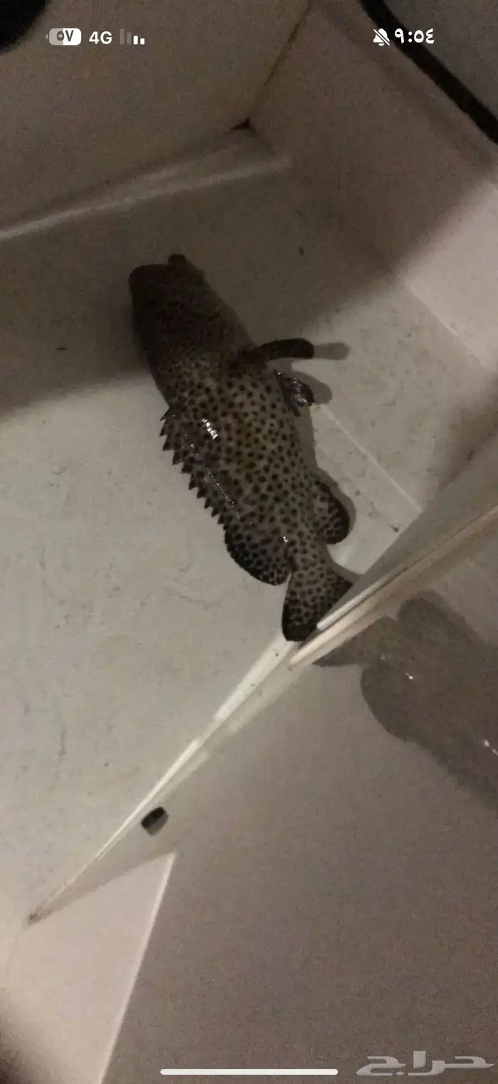 قارب رحلات بحرية 13