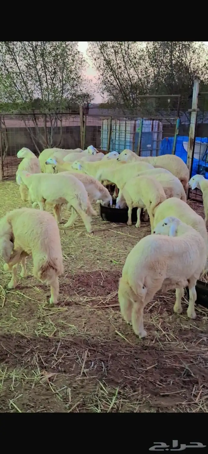 خرفان حريات هرافا خدمة سلخ و توصيل . 1